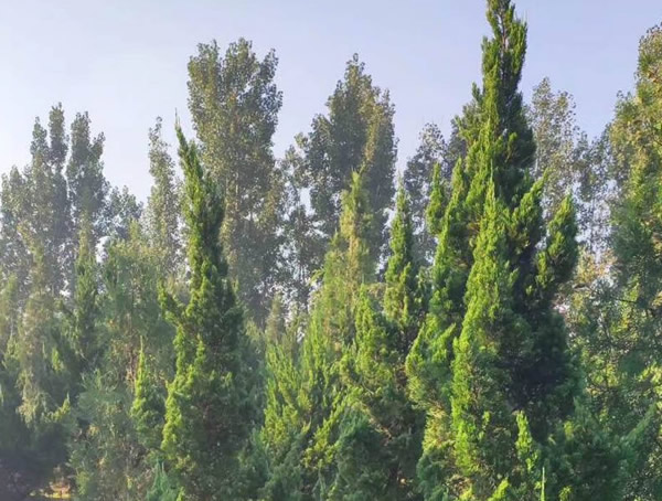 龙柏的景观用途有哪些？