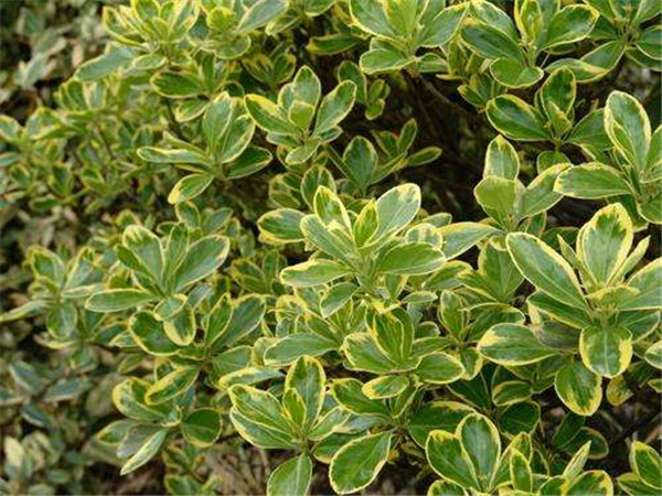 金边大叶黄杨报价