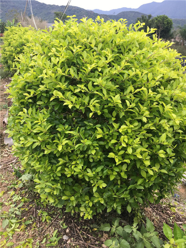 花叶假连翘报价