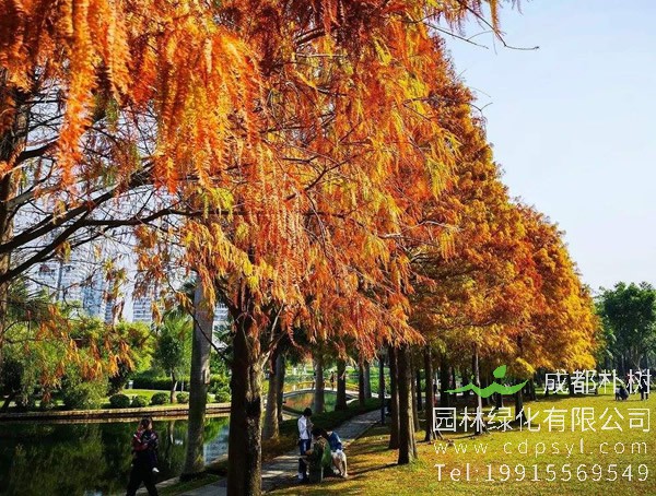 墨西哥落羽杉的栽培技术有哪些？