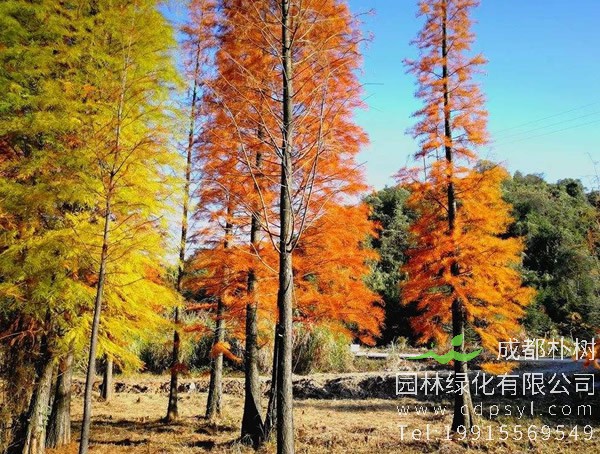 墨西哥落羽杉是常绿还是落叶树种？