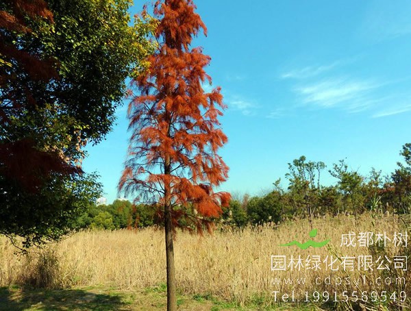 落羽杉在秋季该如何管理？
