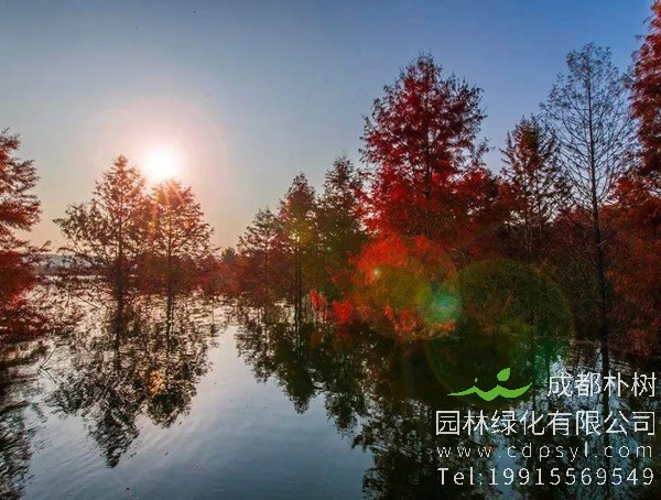 落羽杉树苗的移植什么时候好？