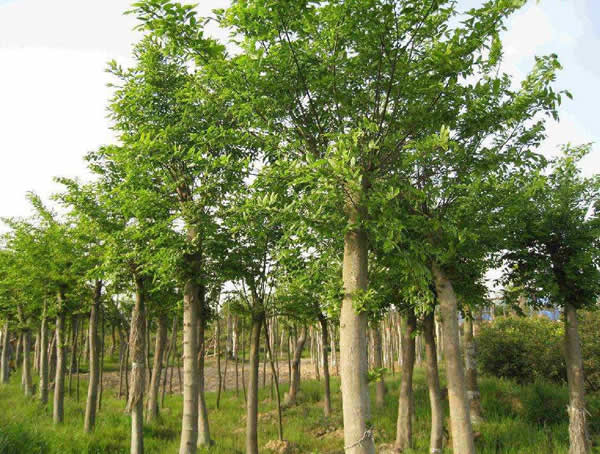 怎样区别朴树和栾树？