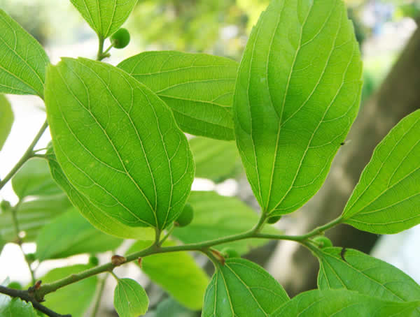 朴树有哪些作用？