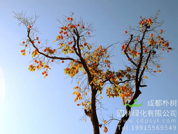 柿树价格-图片-形态特征-生长习性-分布范围以及主要价值