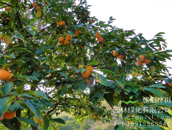 柿子树在病虫害防治的时候需要打什么药？