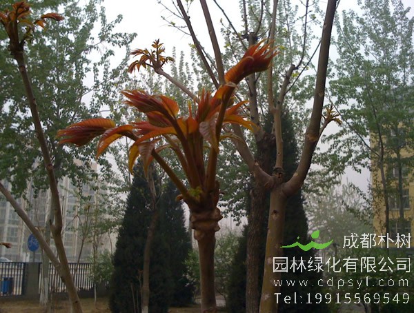 香椿树价格-图片-形态特征-生长环境-分布范围-主要品种以及主要价值