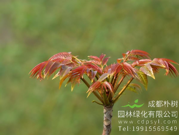 香椿树的繁殖方法、种植技术以及病虫防治方法介绍