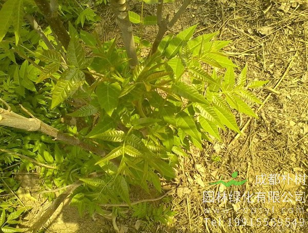 香椿树价格-图片-形态特征-生长环境-分布范围-主要品种以及主要价值