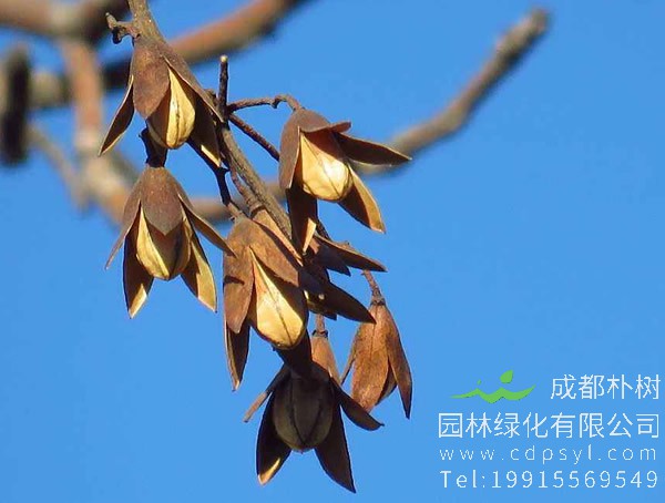 香椿树的繁殖方法、种植技术以及病虫防治方法介绍