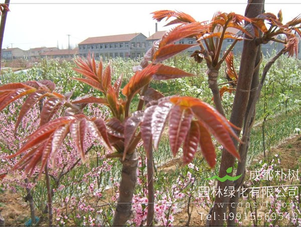 中国香椿树的主产地有哪些？哪里的质量比较好？