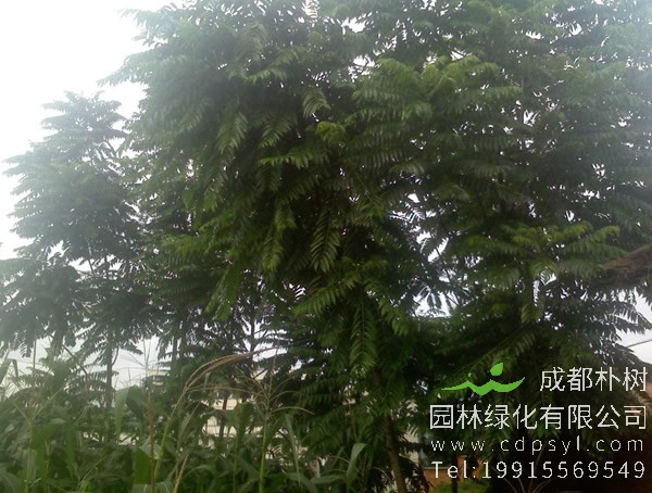 吃香椿的益处和害处分别有哪些？