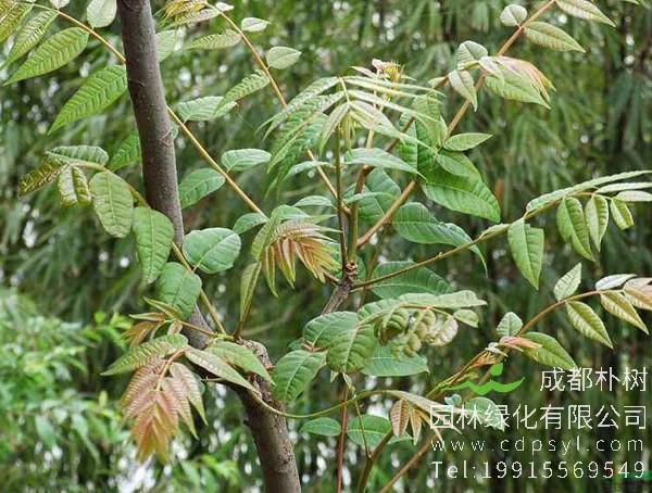 香椿树种植时间是什么时候？