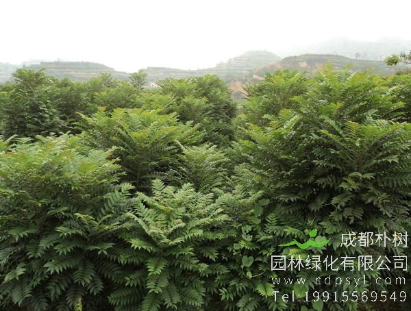 香椿和椿树是同一种树么？