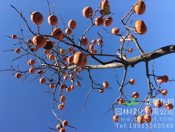 柿树的繁殖方法、栽培技术以及病虫防治方法介绍