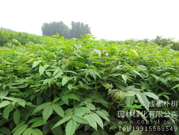 香椿菜苗与香椿芽的区别是什么？