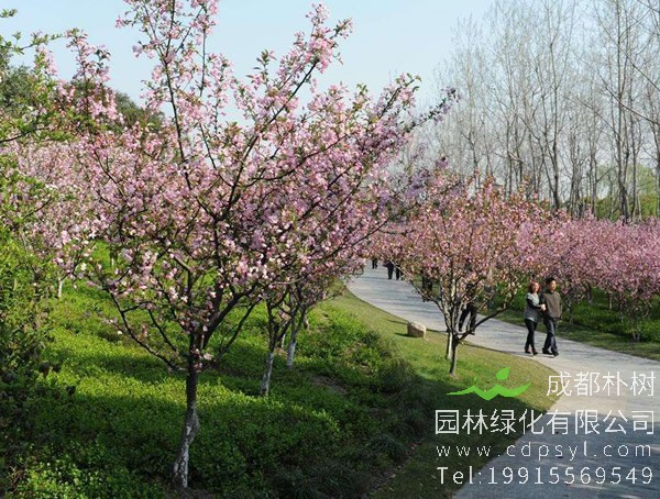 垂丝海棠价格-图片-形态特征-生长习性-主要价值以及植物文化