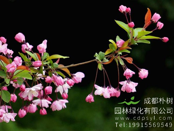 垂丝海棠价格-图片-形态特征-生长习性-主要价值以及植物文化