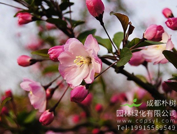 垂丝海棠价格-图片-形态特征-生长习性-主要价值以及植物文化