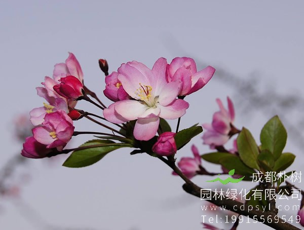 垂丝海棠花是雌雄异株还是雌雄同株？