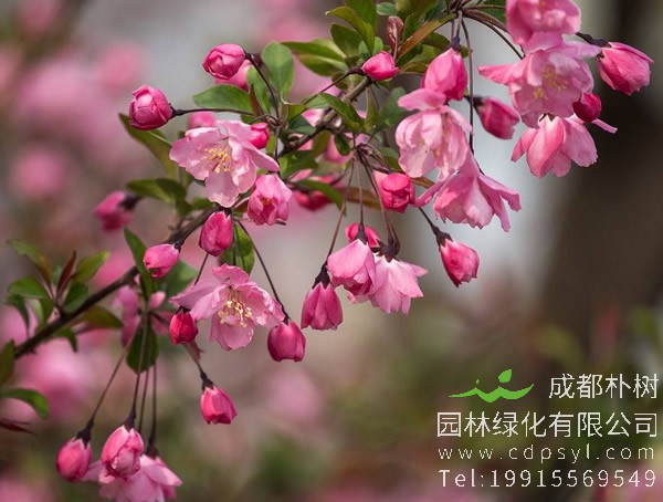 垂丝海棠是乔木还是灌木？