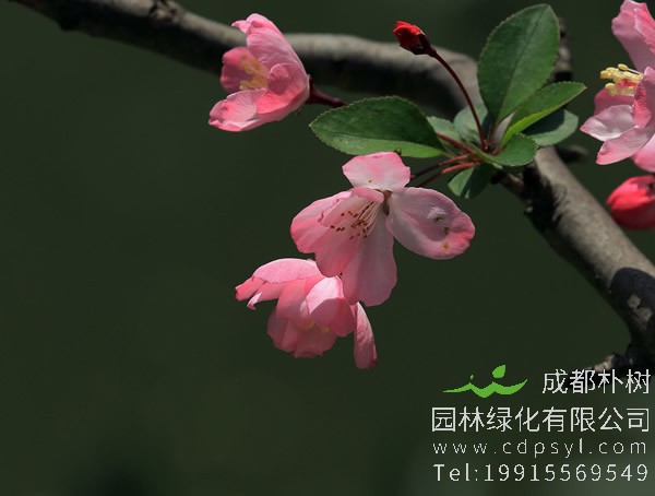 垂丝海棠为什么先长叶再长花？