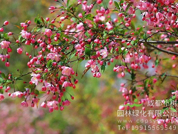 垂丝海棠什么时候开花，垂丝海棠的花语是什么？