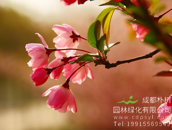 垂丝海棠要怎样整形修剪？