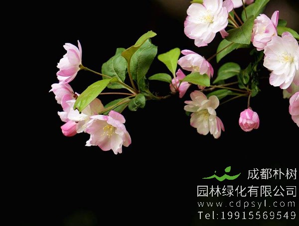 垂丝海棠分布在中国哪些地方？