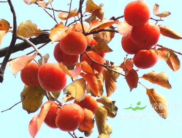 院子里栽柿子树代表什么意思？