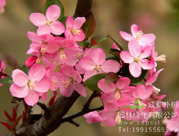 垂丝海棠的果实可以吃吗？