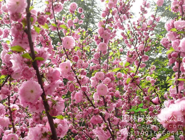 榆叶梅价格-图片-形态特征-生长环境-分布范围以及主要价值