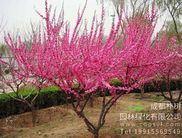 榆叶梅的繁殖方法、日常管理、修剪整形以及病虫防治方法介绍