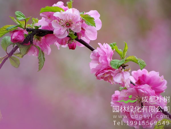 榆叶梅价格-图片-形态特征-生长环境-分布范围以及主要价值