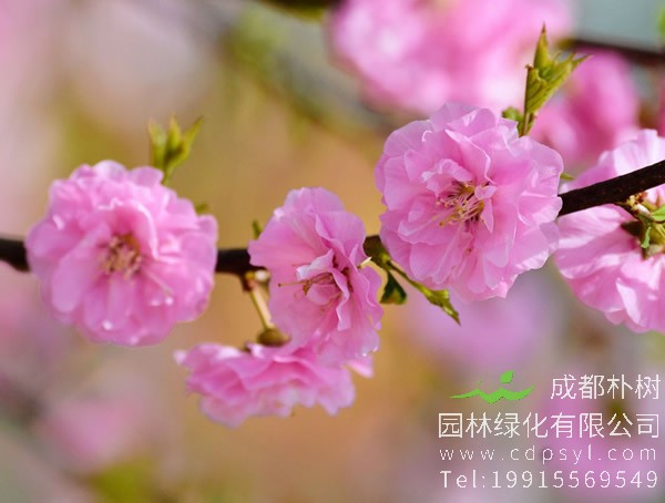 榆叶梅价格-图片-形态特征-生长环境-分布范围以及主要价值