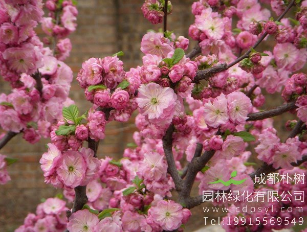 榆叶梅是不是梅花的一种？