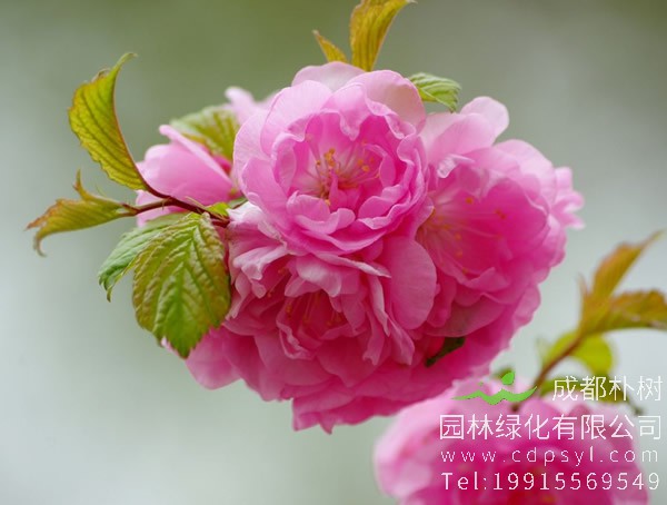 榆叶梅什么时候种植比较好？