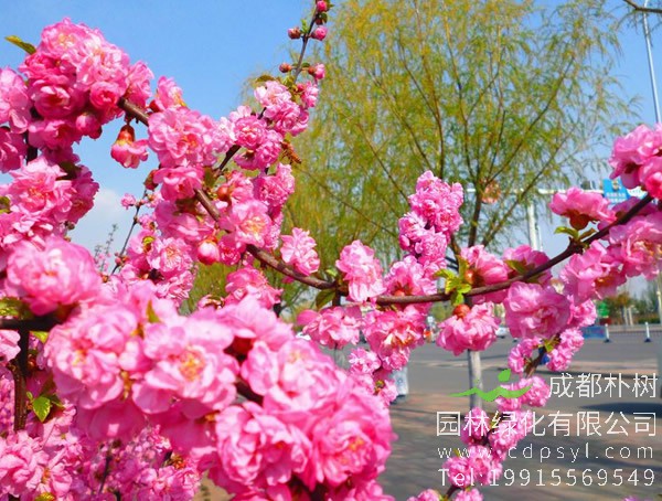 榆叶梅能吃吗？榆叶梅可以食用么？