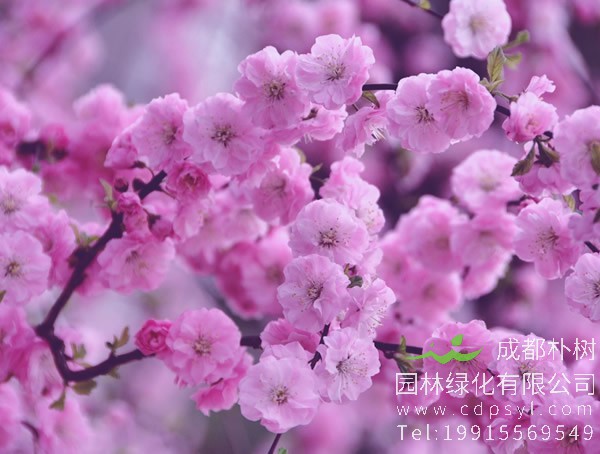 榆叶梅是在什么季节开花？