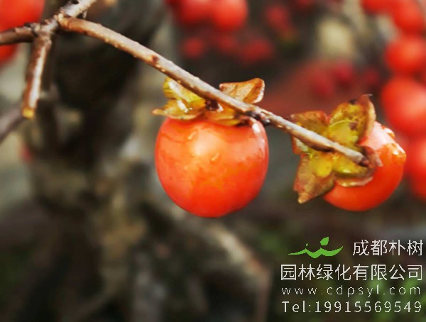 柿树的繁殖方法、栽培技术以及病虫防治方法介绍