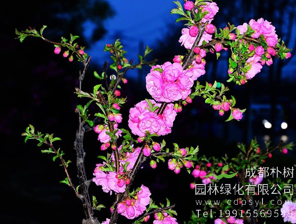 榆叶梅的果实是否有毒，能否食用？