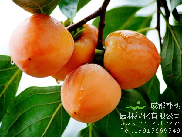 柿树叶子有什么功效和作用？