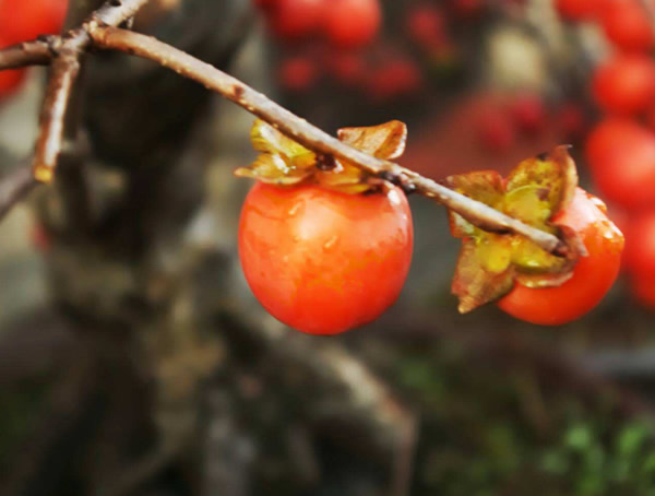 种植柿子树一般几年结果？
