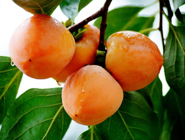 柿树叶子有什么功效和作用？