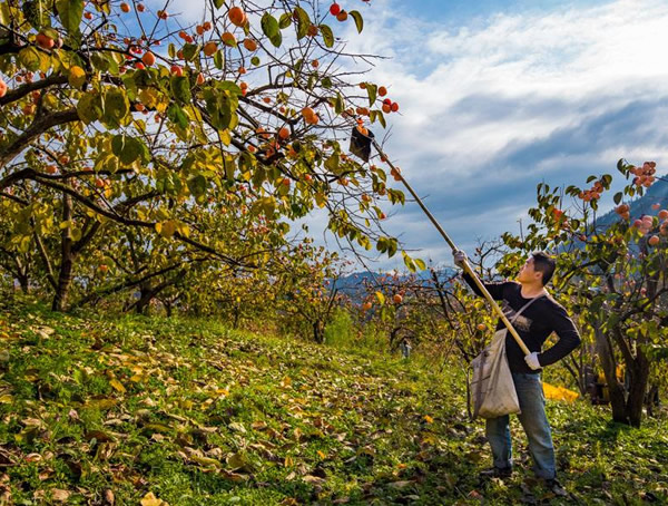 果树中的柿树有哪些品种？