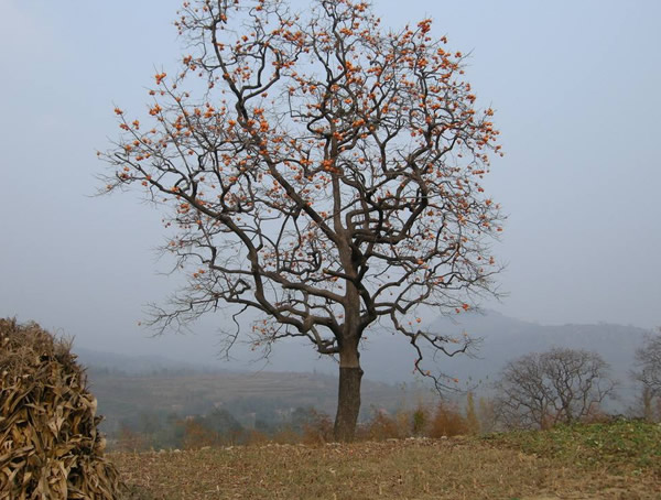 柿子树在开花的时候是什么颜色？