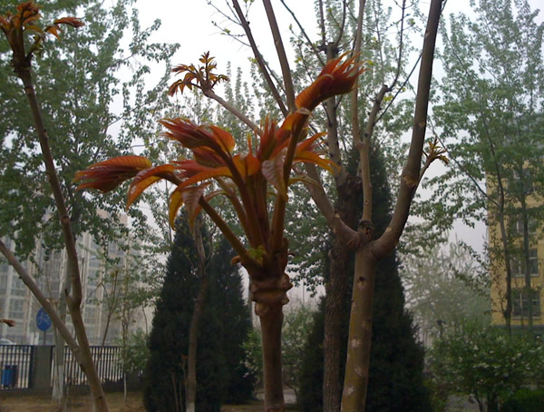 香椿树价格-图片-形态特征-生长环境-分布范围-主要品种以及主要价值