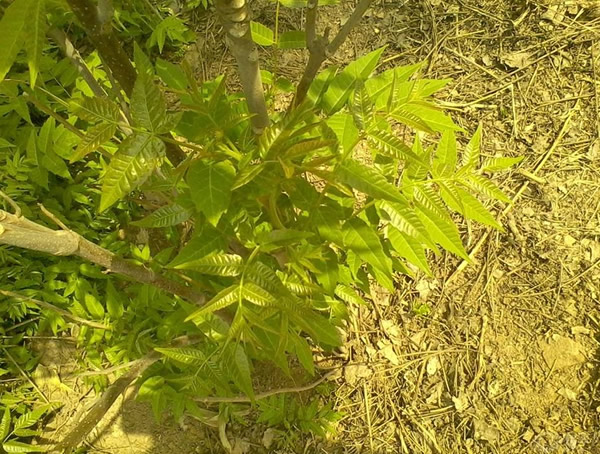 红香椿树和绿香椿树有什么区别？