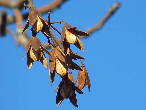 香椿籽泡水喝起什么作用？